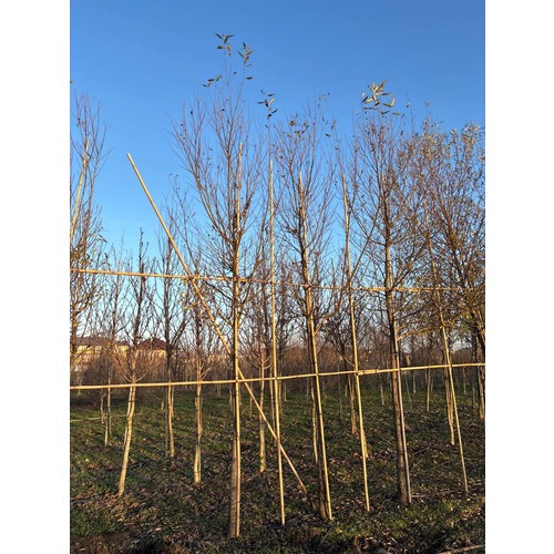 Фото товара Ива белая Лимпде  - вид 3