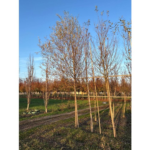 Фото товара Ива белая Лимпде  - вид 4