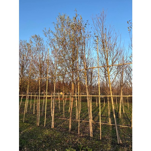 Фото товара Ива белая Лимпде  - вид 5