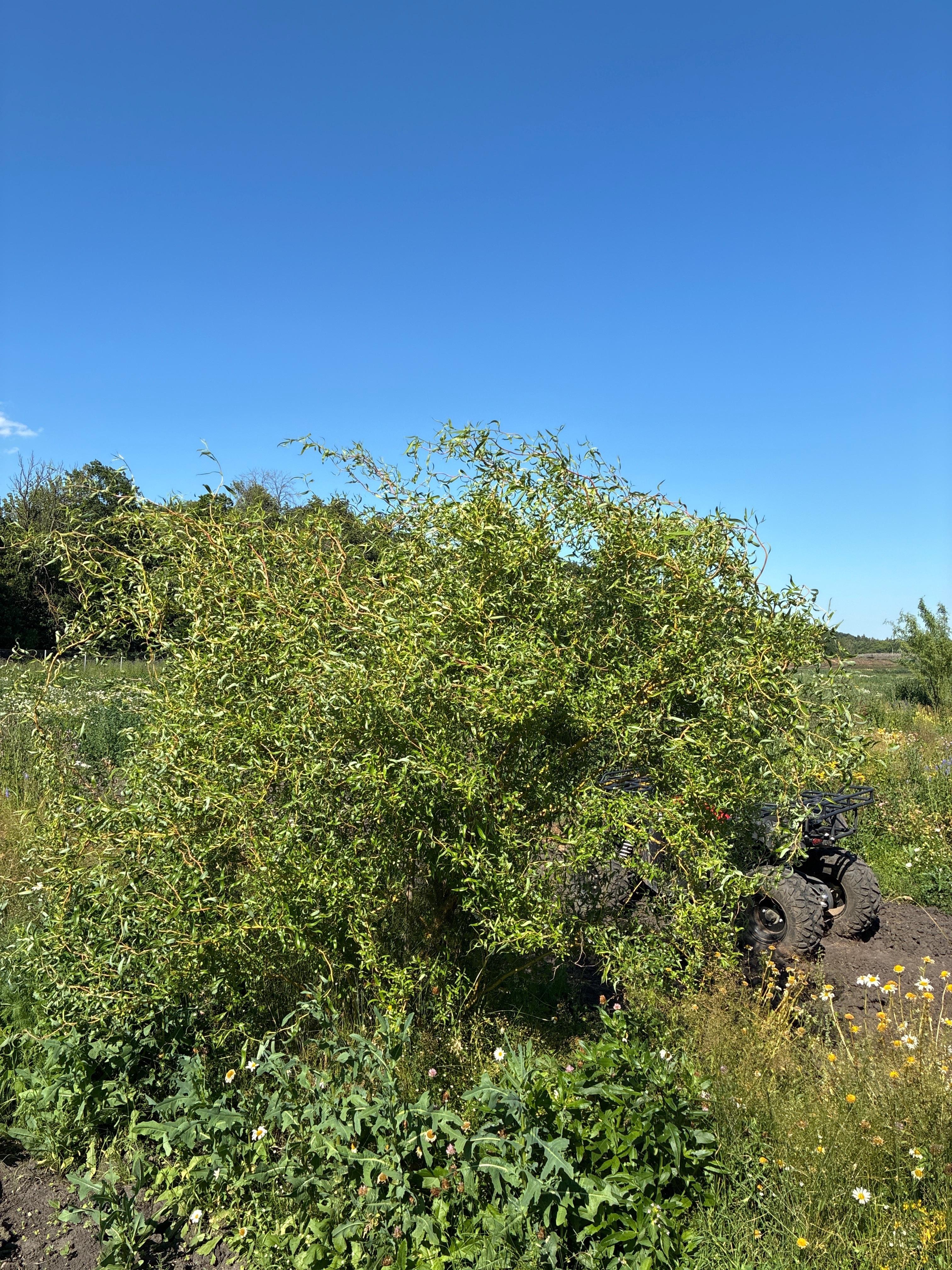 Ива Матсудана