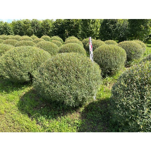 Фото товара Ива пурпурная Нана - вид 2