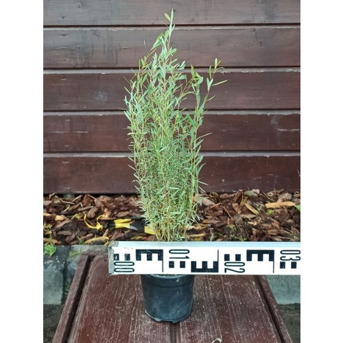 Фото товара Ива пурпурная Нана - вид 1