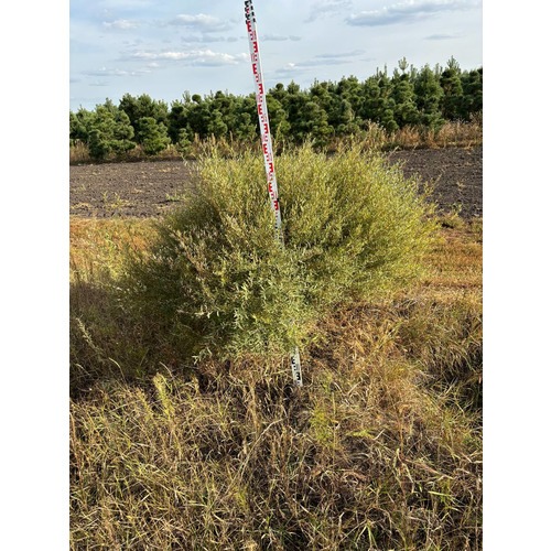 Фото товара Ива пурпурная Нана - вид 3