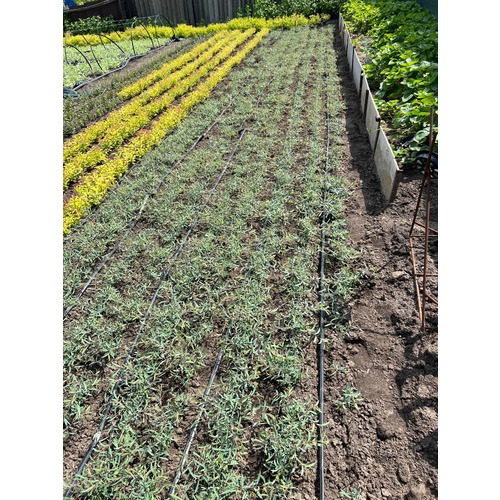 Фото товара Ива пурпурная Нана - вид 5