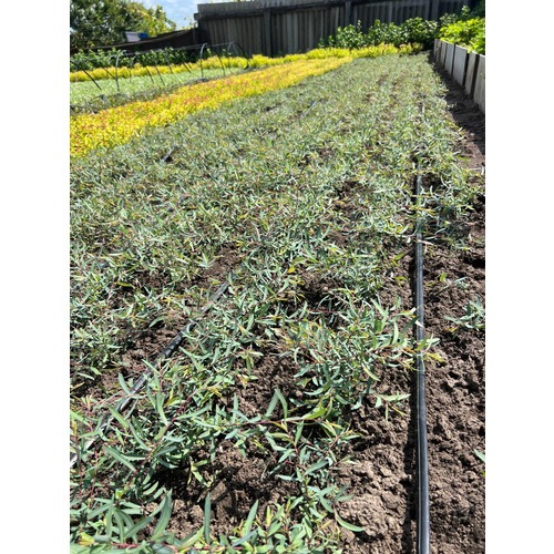 Фото товара Ива пурпурная Нана - вид 6