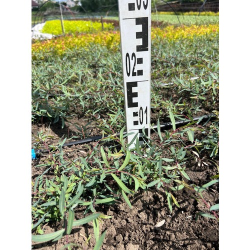 Фото товара Ива пурпурная Нана - вид 7