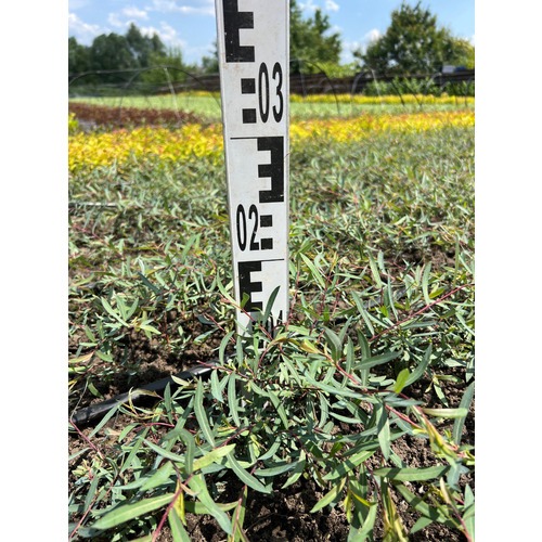 Фото товара Ива пурпурная Нана - вид 8