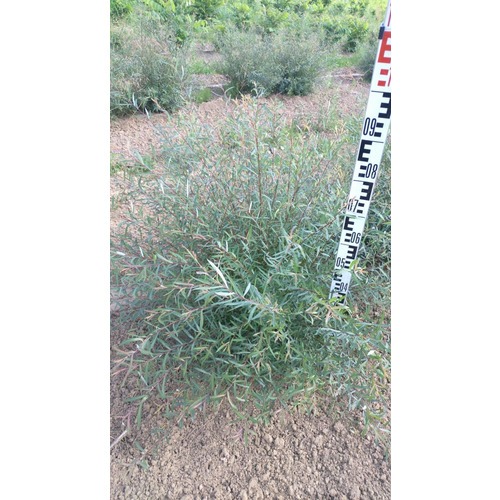 Фото товара Ива пурпурная Нана - вид 9