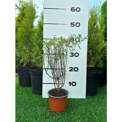 Фото товара Ива пурпурная Нана - вид 4