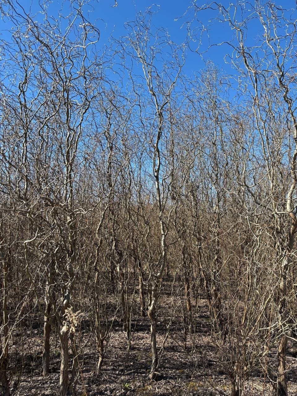 Ива Повислая Вавилонская 