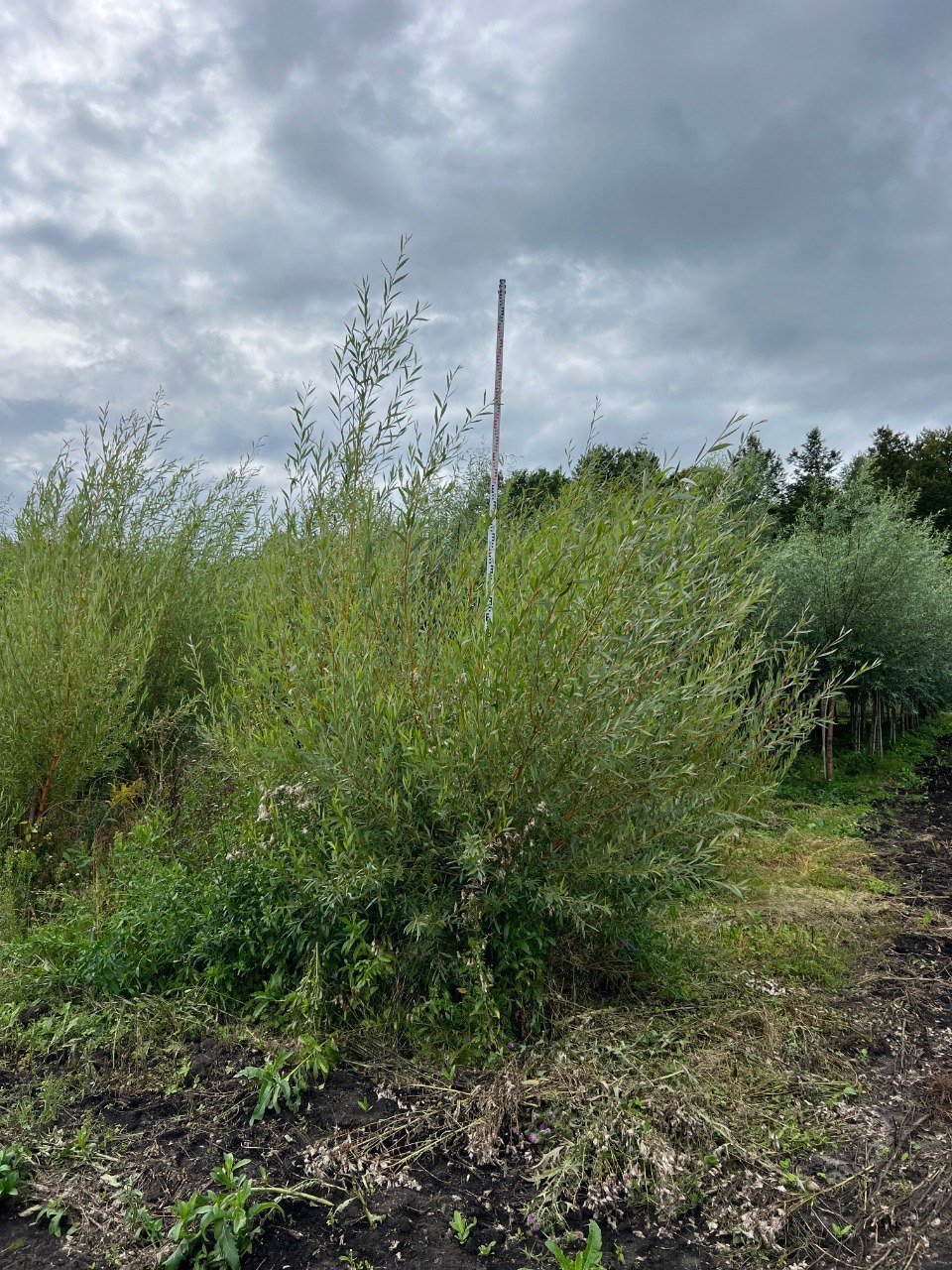 Ива Стрелы Купидона