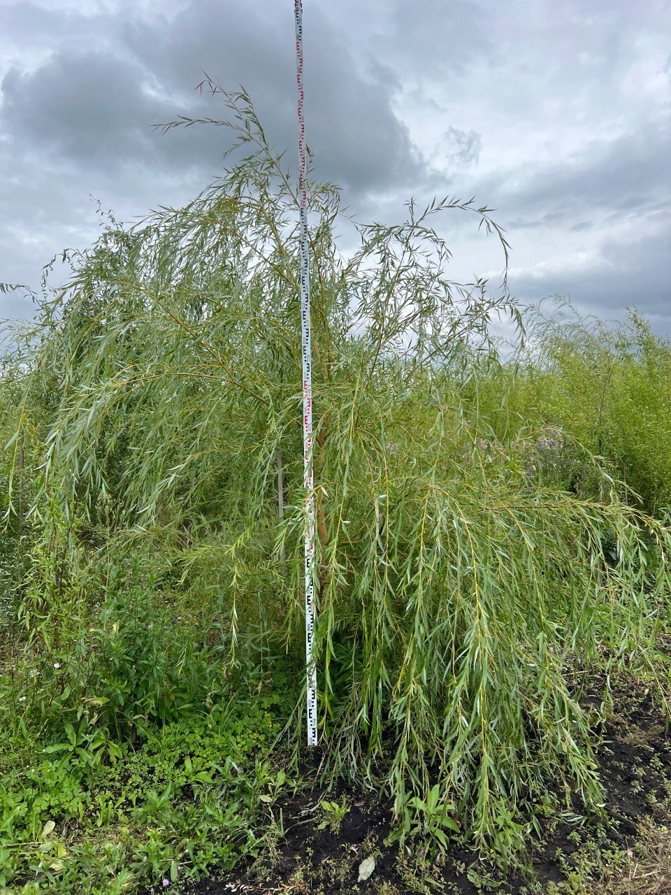 Ива Белая кустовая