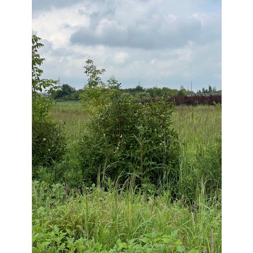 Фото товара Жимолость татарская  - вид 3