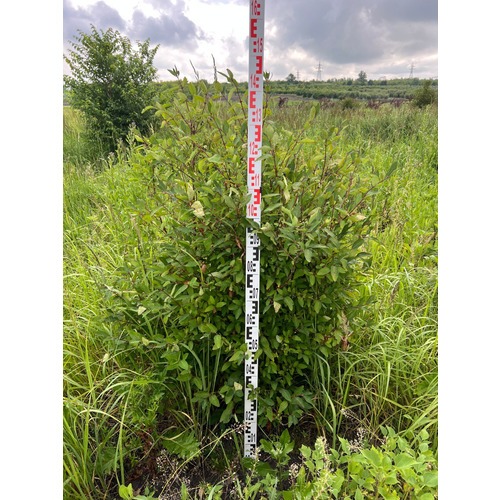 Фото товара Жимолость татарская  - вид 4