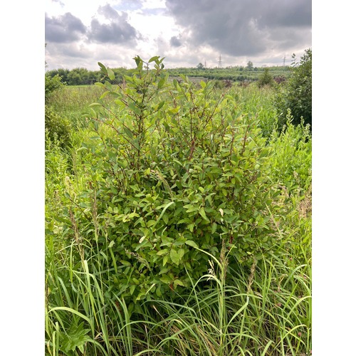 Фото товара Жимолость татарская  - вид 1