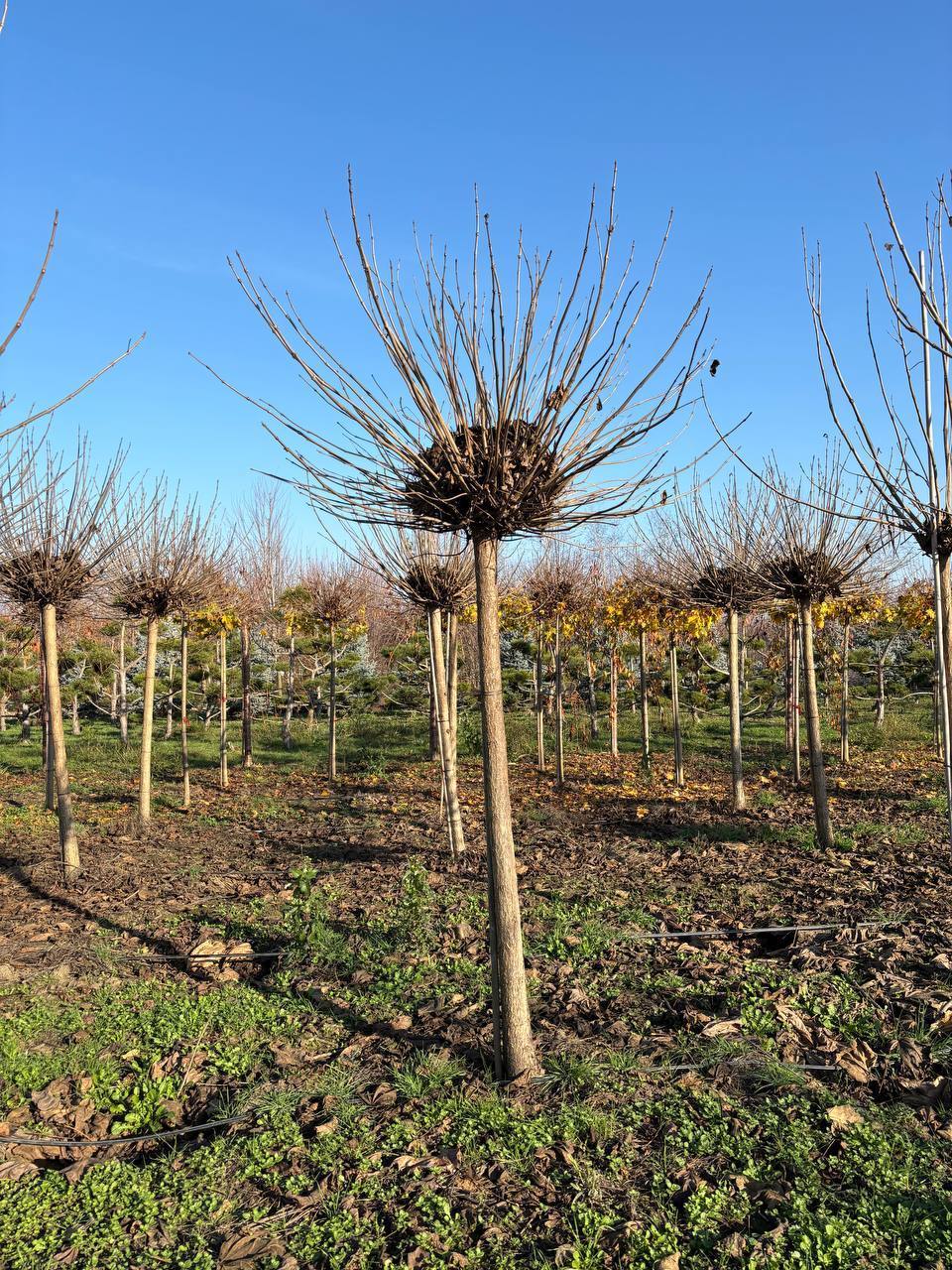 Катальпа бигнониевидная Нана 