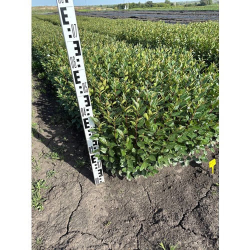 Фото товара Кизильник  - вид 1