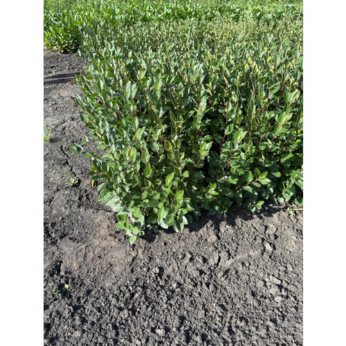 Фото товара Кизильник  - вид 2