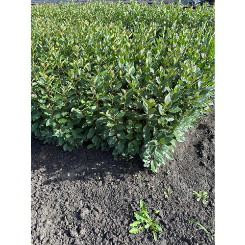 Фото товара Кизильник  - вид 3