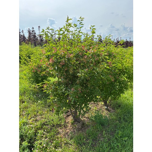 Фото товара Клён Гиннала форма зонт - вид 2