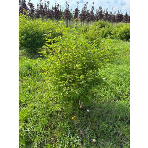 Фото товара Клён Гиннала форма зонт - вид 1