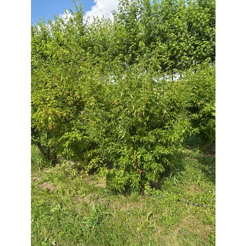 Фото товара Клён Гиннала форма зонт - вид 7