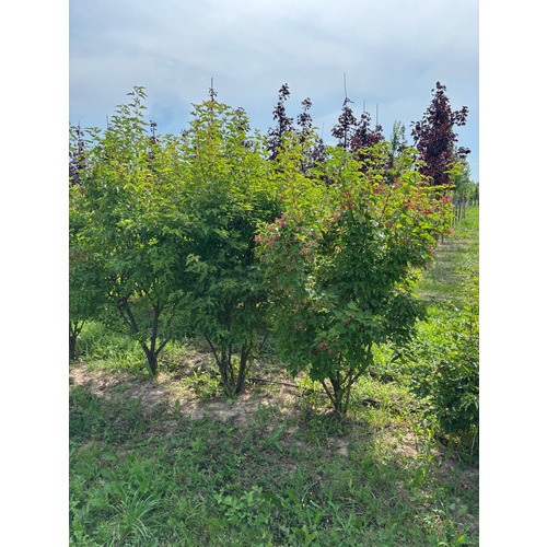 Фото товара Клён Гиннала форма зонт - вид 6