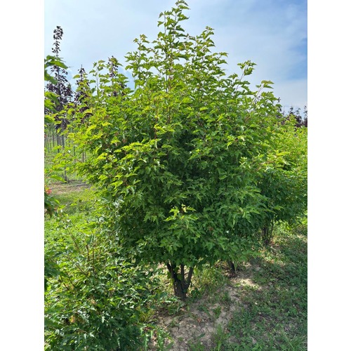 Фото товара Клён Гиннала форма зонт - вид 4