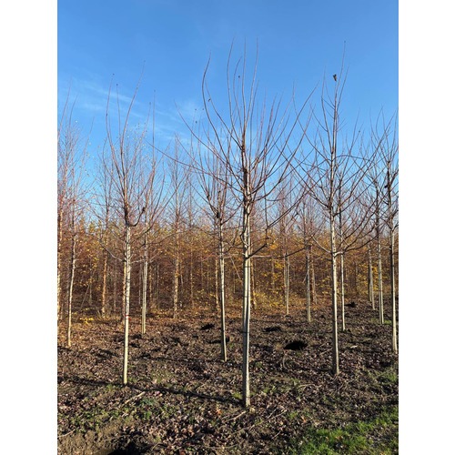 Фото товара Клен Фримана Отом  - вид 1