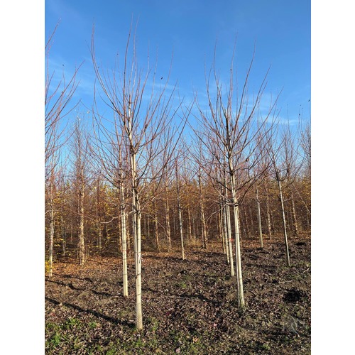 Фото товара Клен Фримана Отом  - вид 2