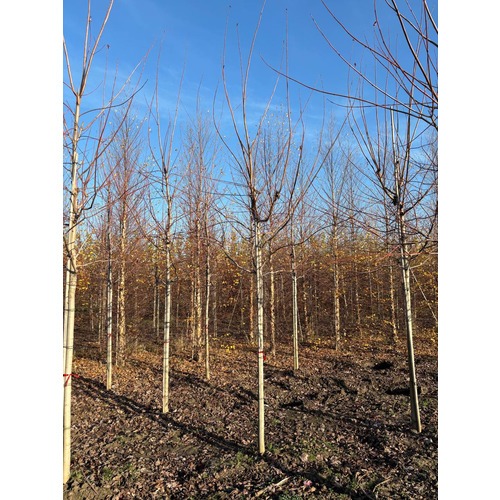 Фото товара Клен Фримана Отом  - вид 3