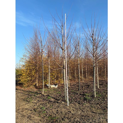 Фото товара Клен Фримана Отом  - вид 4