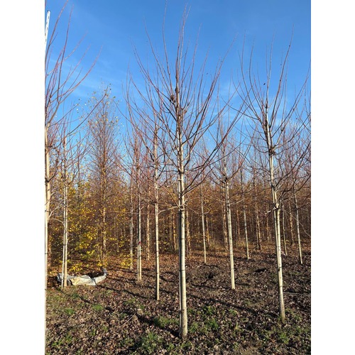 Фото товара Клен Фримана Отом  - вид 5