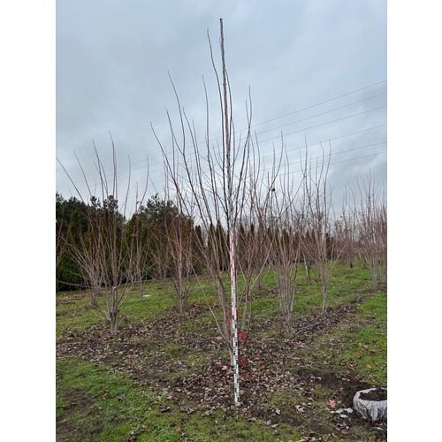 Фото товара Клен Фримана Отом  - вид 7