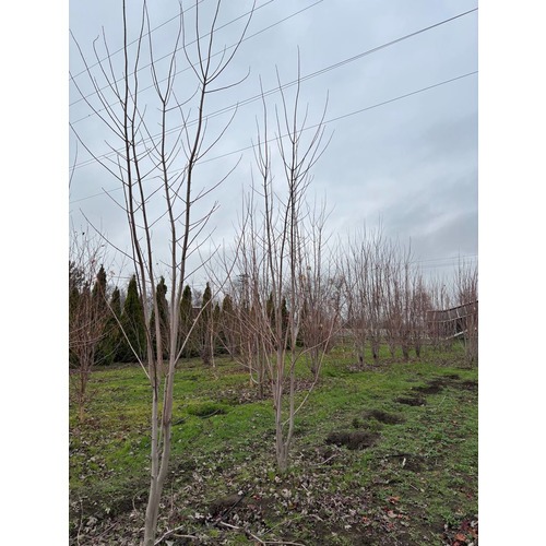 Фото товара Клен Фримана Отом  - вид 8