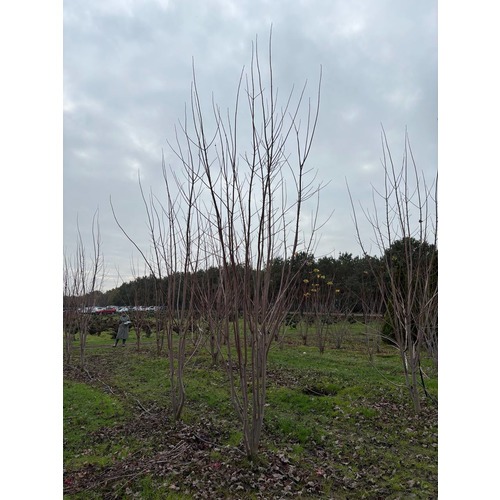 Фото товара Клен Фримана Отом  - вид 9