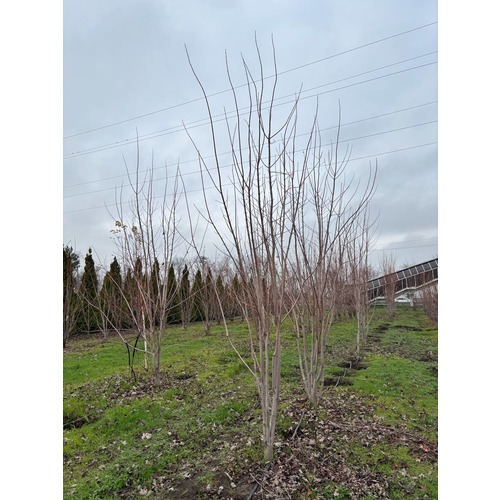 Фото товара Клен Фримана Отом  - вид 10