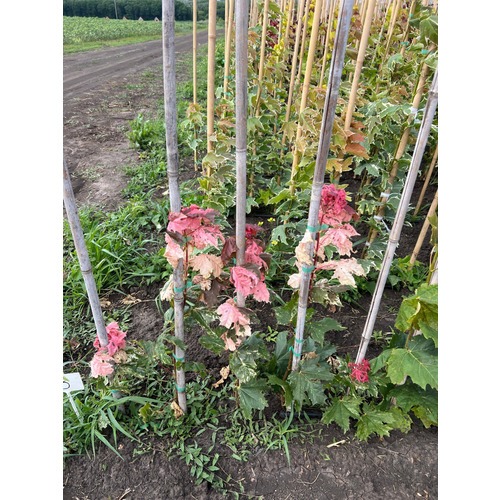 Фото товара Клен красный Сканлон - вид 4