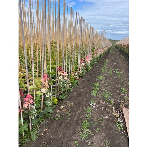 Фото товара Клен красный Сканлон - вид 3