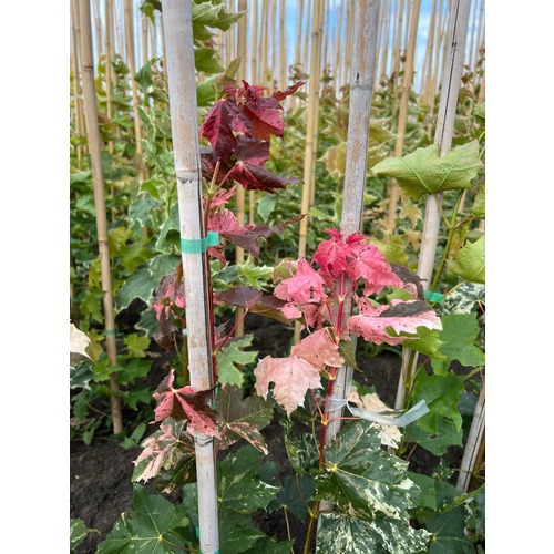 Фото товара Клен красный Сканлон - вид 2