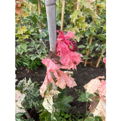 Фото товара Клен красный Сканлон - вид 1