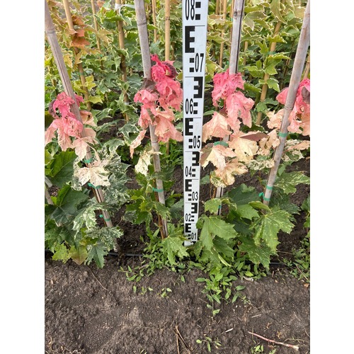 Фото товара Клен красный Сканлон - вид 5