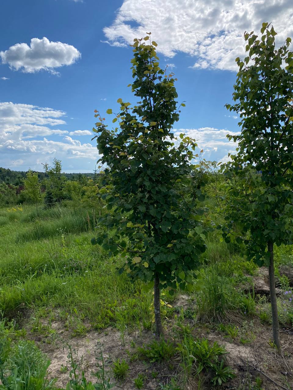 Липа мелколистная Гринспаер