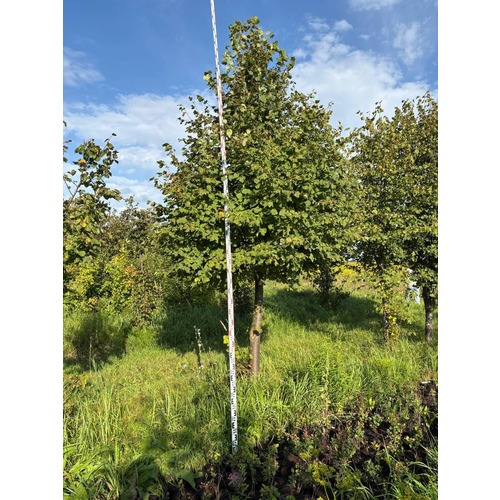 Фото товара Липа мелколистная - вид 7