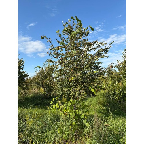 Фото товара Липа мелколистная - вид 1