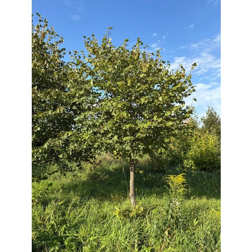 Фото товара Липа мелколистная - вид 2