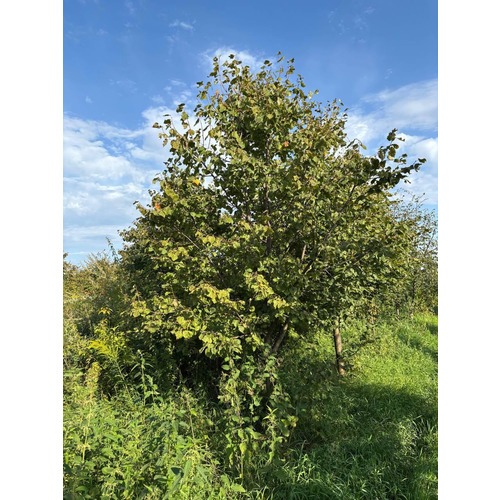 Фото товара Липа мелколистная - вид 3