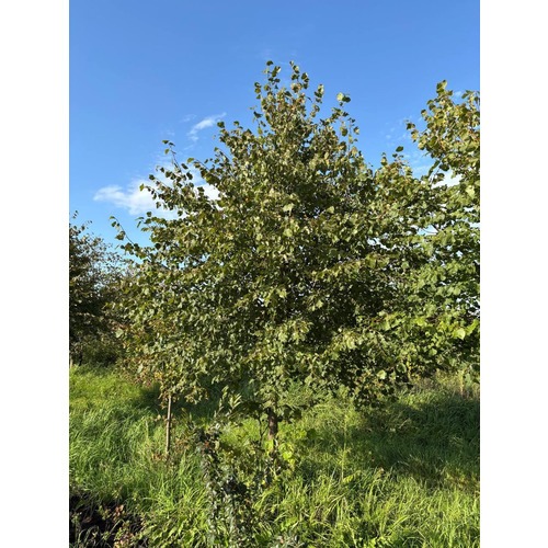 Фото товара Липа мелколистная - вид 4