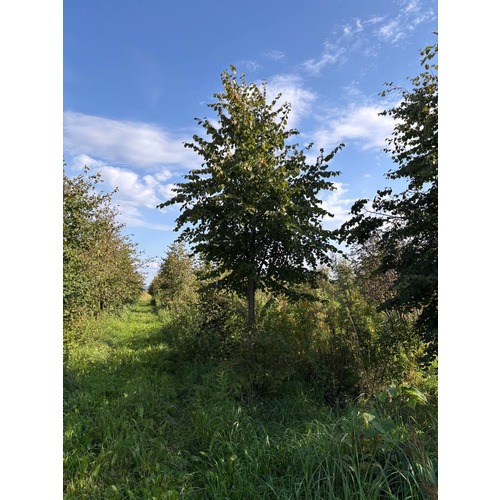 Фото товара Липа мелколистная - вид 5