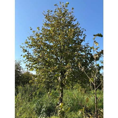 Фото товара Липа мелколистная - вид 6